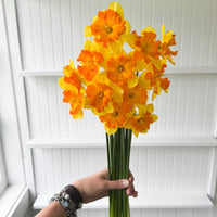 A handful of Narcissus ‘Congress’.