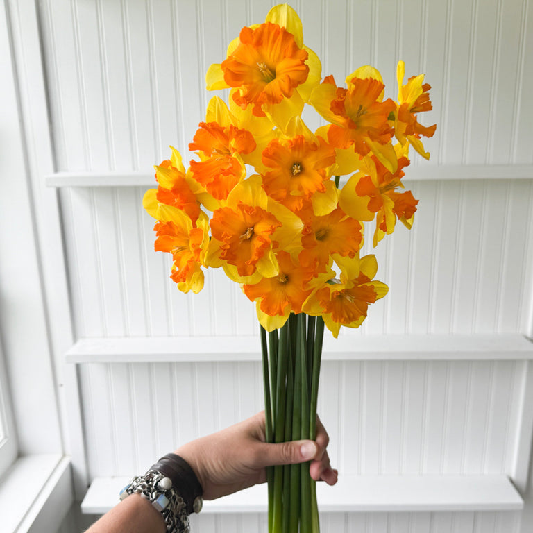 A handful of Narcissus ‘Congress’.