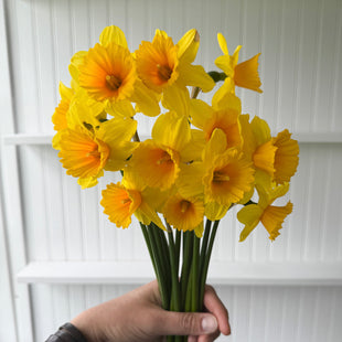 A handful of Narcissus ‘Dear Corinne’.