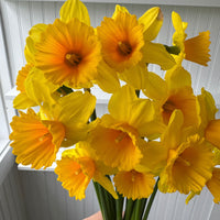 A close up of Narcissus ‘Dear Corinne’.