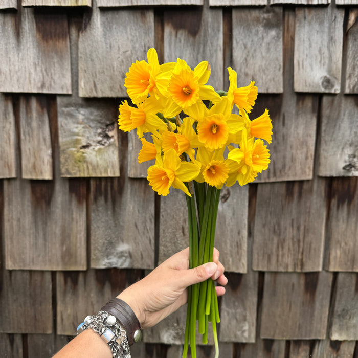 A handful of Narcissus ‘Dear Corinne’.