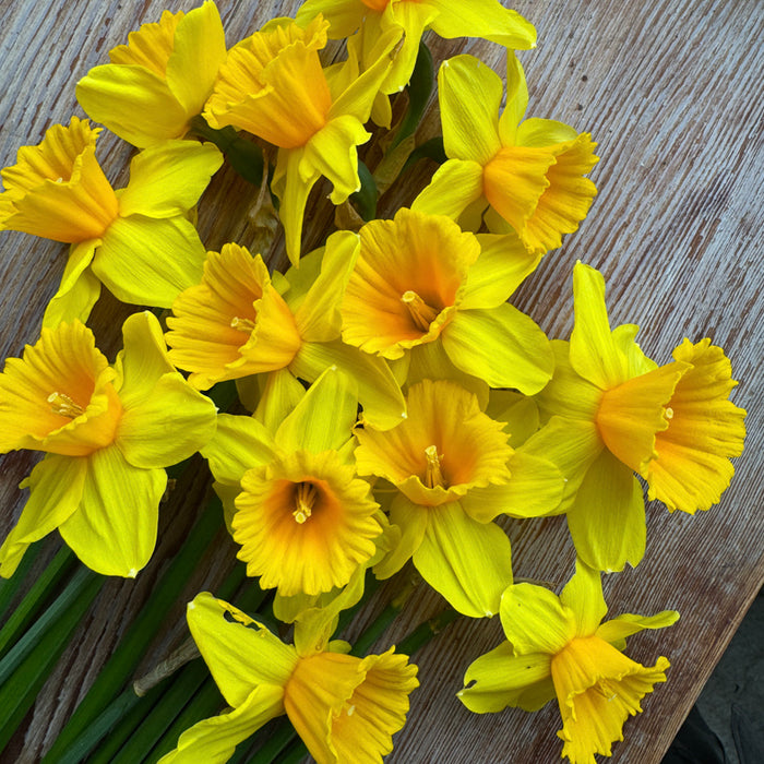 A close up of Narcissus ‘Dear Corinne’.