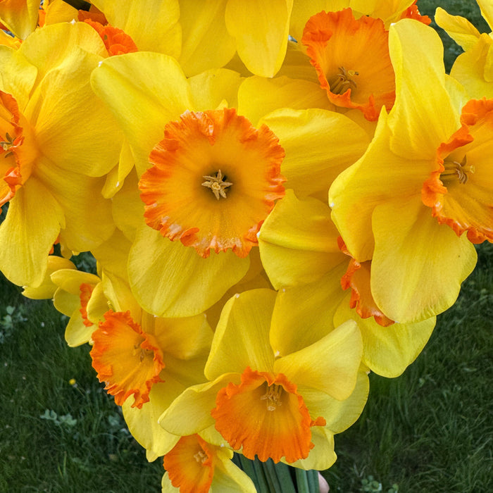 A close up of Narcissus ‘Delibes’.