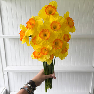 A handful of Narcissus ‘Delibes’.