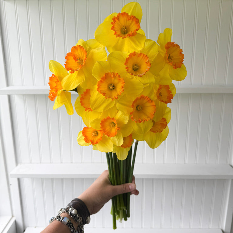 A handful of Narcissus ‘Delibes’.