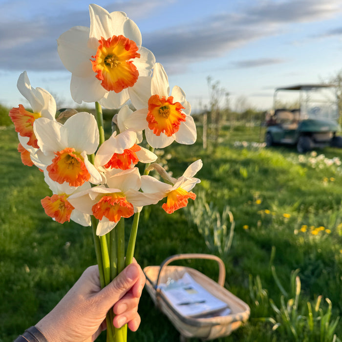 A handful of Narcissus ‘Eclat’.