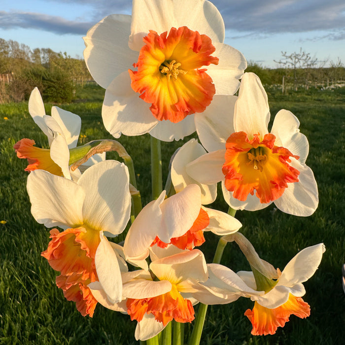 A close up of Narcissus ‘Eclat’.