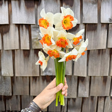 A handful of Narcissus ‘Eclat’.