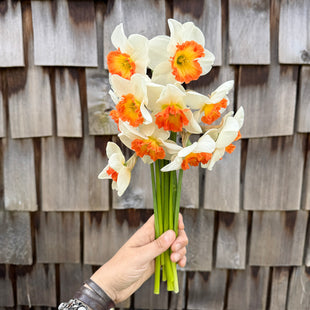 A handful of Narcissus ‘Eclat’.