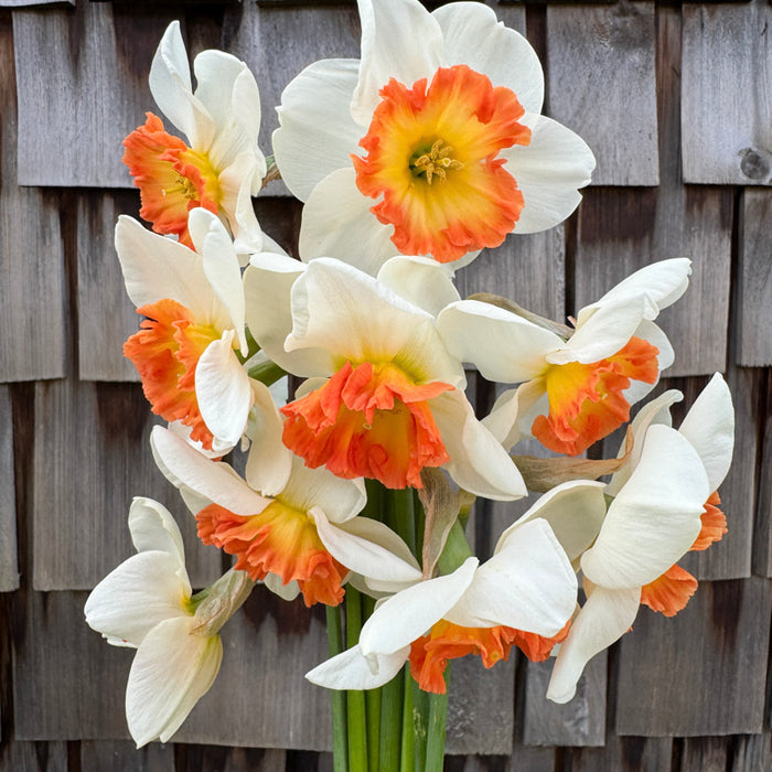 A close up of Narcissus ‘Eclat’.