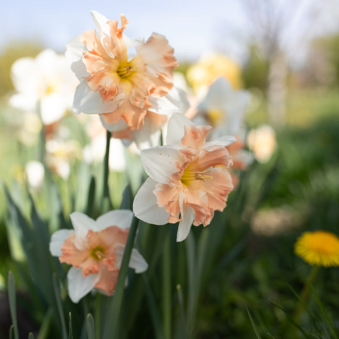 A close up of Narcissus ‘Edinburgh’.