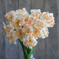 A close up of Narcissus ‘Edinburgh’.