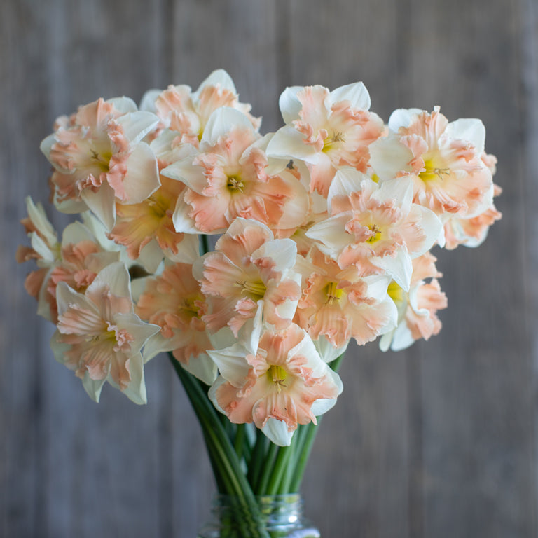 A close up of Narcissus ‘Edinburgh’.