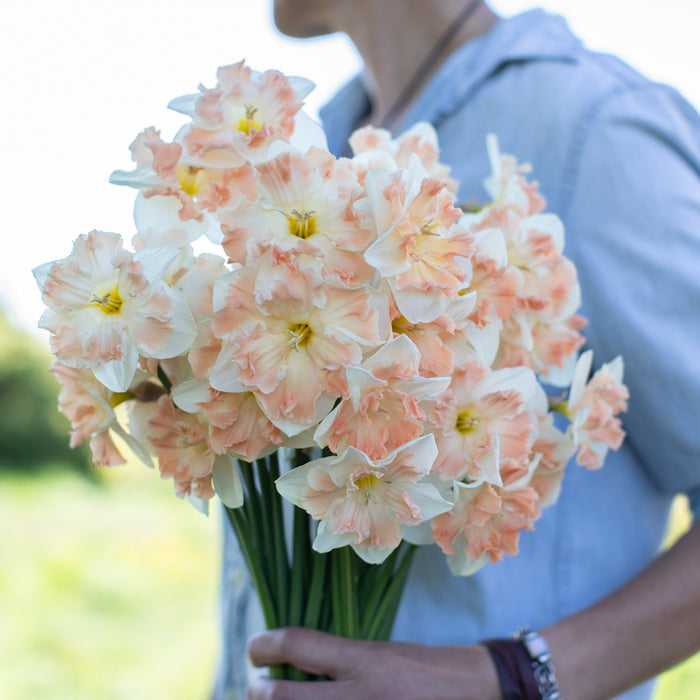 A handful of Narcissus ‘Edinburgh’.