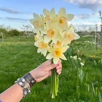 A handful of Narcissus ‘Elf’.