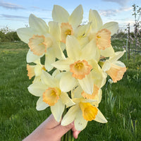 A close up of Narcissus ‘Elf’.