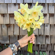 A handful of Narcissus ‘Elf’.