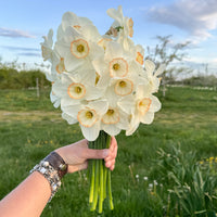 A handful of Narcissus ‘Ethereal Beauty’.