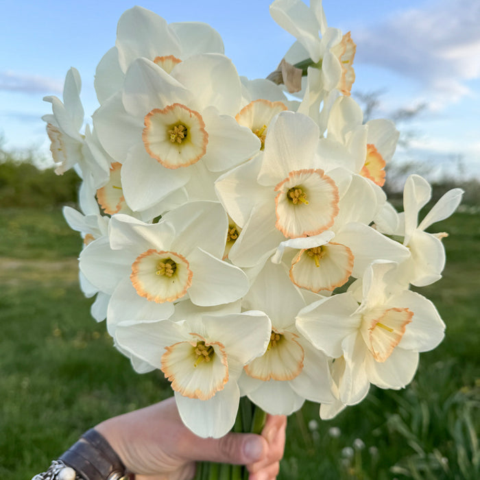 A close up of Narcissus ‘Ethereal Beauty’.