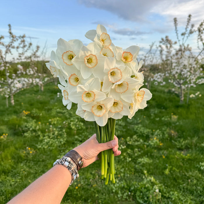 A handful of Narcissus ‘Ethereal Beauty’.