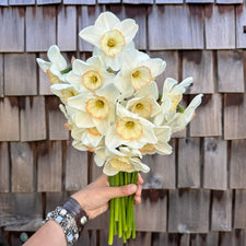 A handful of Narcissus ‘Ethereal Beauty’.