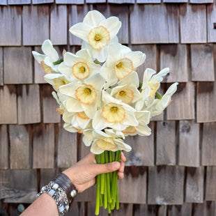 A handful of Narcissus ‘Ethereal Beauty’.