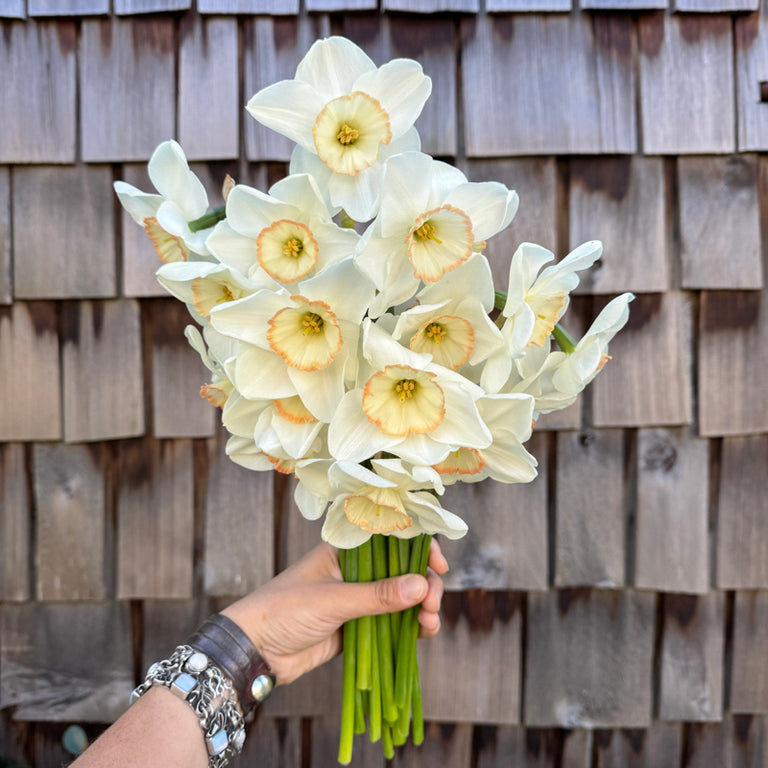 A handful of Narcissus ‘Ethereal Beauty’.