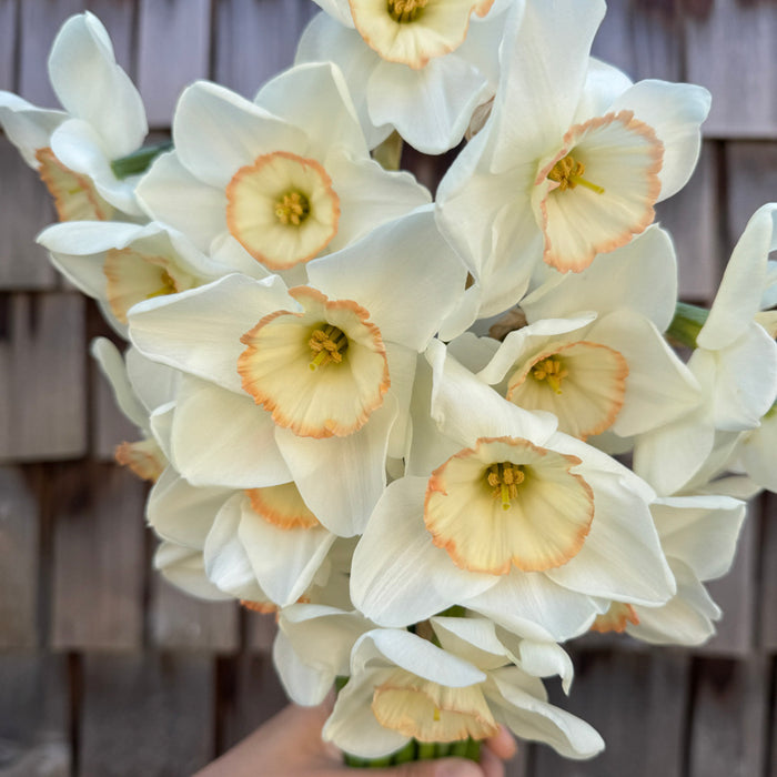 A close up of Narcissus ‘Ethereal Beauty’.