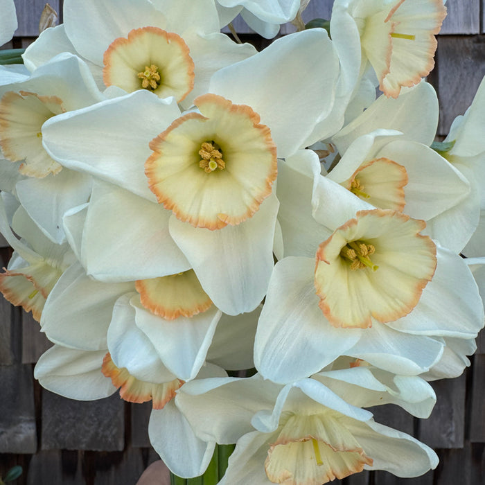 A close up of Narcissus ‘Ethereal Beauty’.