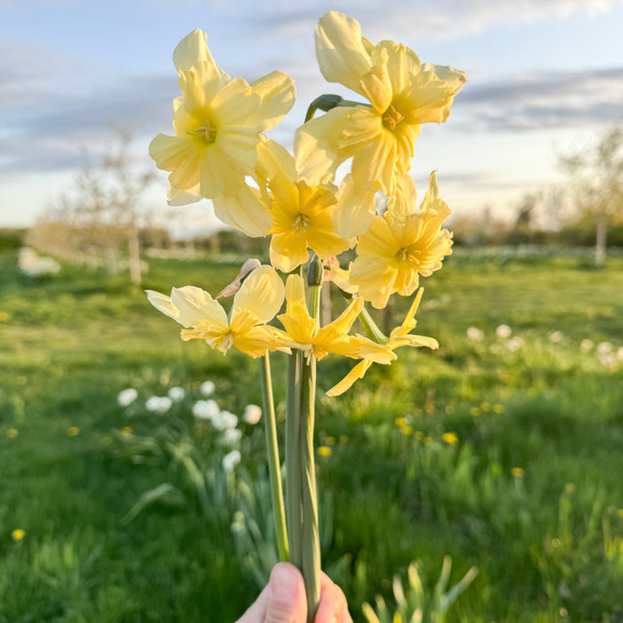 A handful of Narcissus ‘Exotic Mystery’.