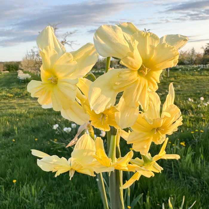 A close up of Narcissus ‘Exotic Mystery’.