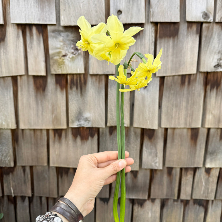 Two stems of Narcissus ‘Exotic Mystery’.