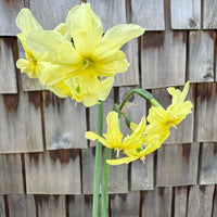 A close up of Narcissus ‘Exotic Mystery’.