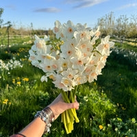 A handful of Narcissus ‘Fencourt Jewel’.