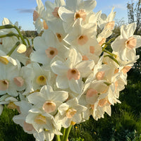 A close up of Narcissus ‘Fencourt Jewel’.