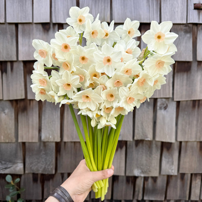A handful of Narcissus ‘Fencourt Jewel’.