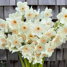 A close up of Narcissus ‘Fencourt Jewel’.