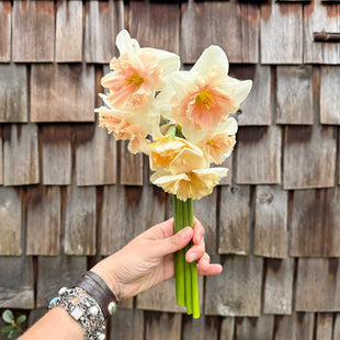 A handful of Narcissus ‘Frances Delight’.