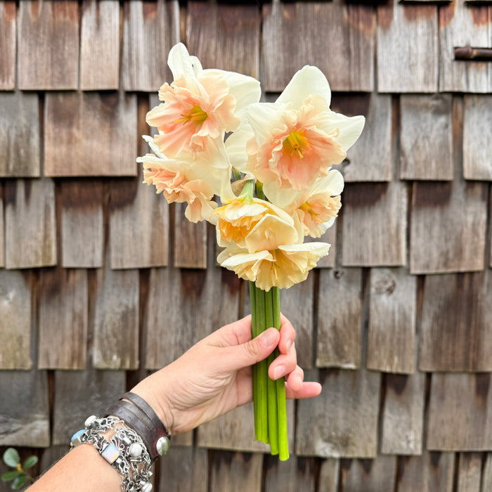 A handful of Narcissus ‘Frances Delight’.