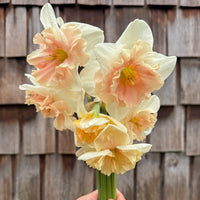 A close up of Narcissus ‘Frances Delight’.