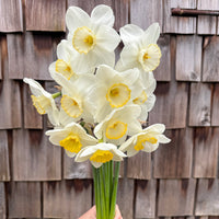 A handful of Narcissus ‘Frosty Snow’.