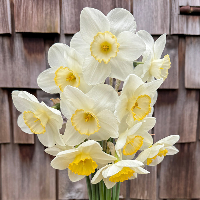 A close up of Narcissus ‘Frosty Snow’.