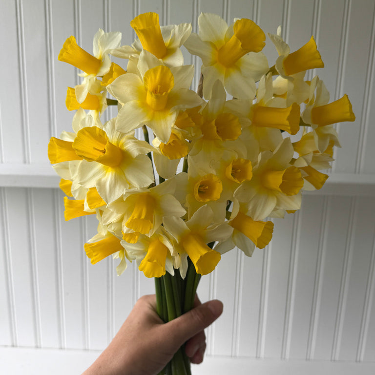 A handful of Narcissus ‘Golden Echo’.