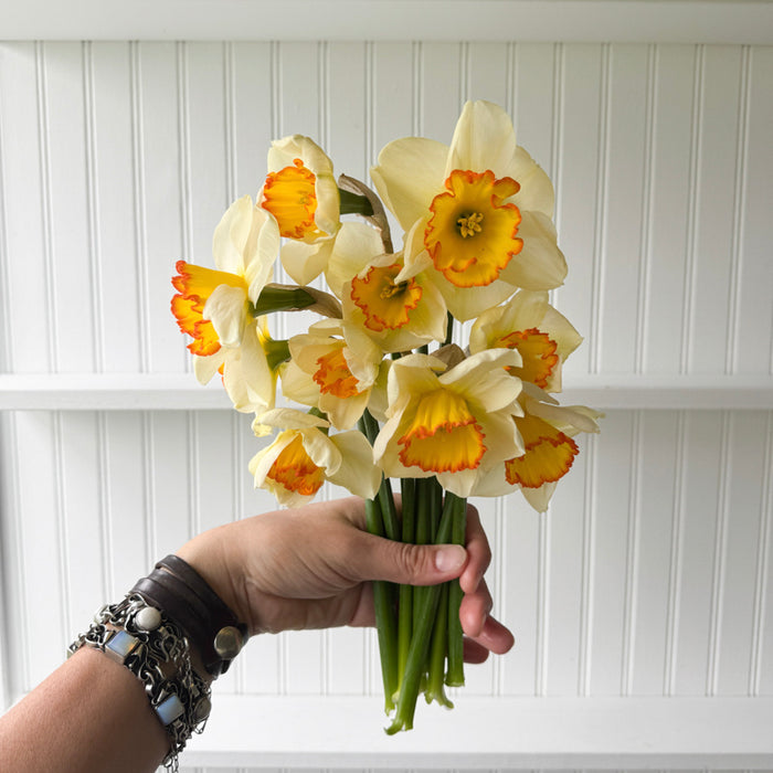 A handful of Narcissus ‘Hawaiian Skies’.