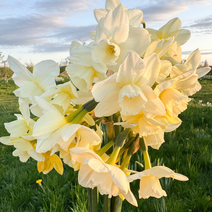 A close up of Narcissus ‘Hunter Morn’.