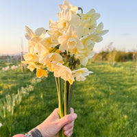 A handful of Narcissus ‘Hunter Morn’.