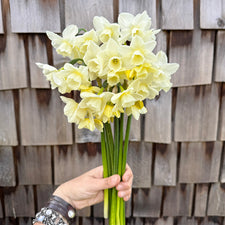 A handful of Narcissus ‘Hunter Morn’.