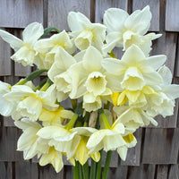 A close up of Narcissus ‘Hunter Morn’.