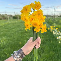 A handful of Narcissus ‘Itsy Bitsy Splitsy’.