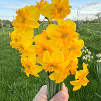 A close up of Narcissus ‘Itsy Bitsy Splitsy’.